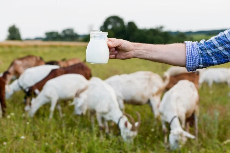 susu kambing etawa untuk asam lambung