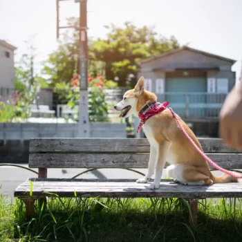 GPS Tracking Collars for Reliable Pet Location